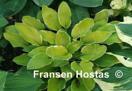 Hosta My Cup of Tea